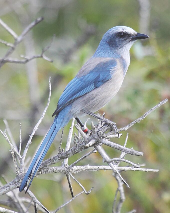 One of the distinctions of the Florida scrub-jay is its unusually cooperative family lifestyle. [Photo courtesy FWC]