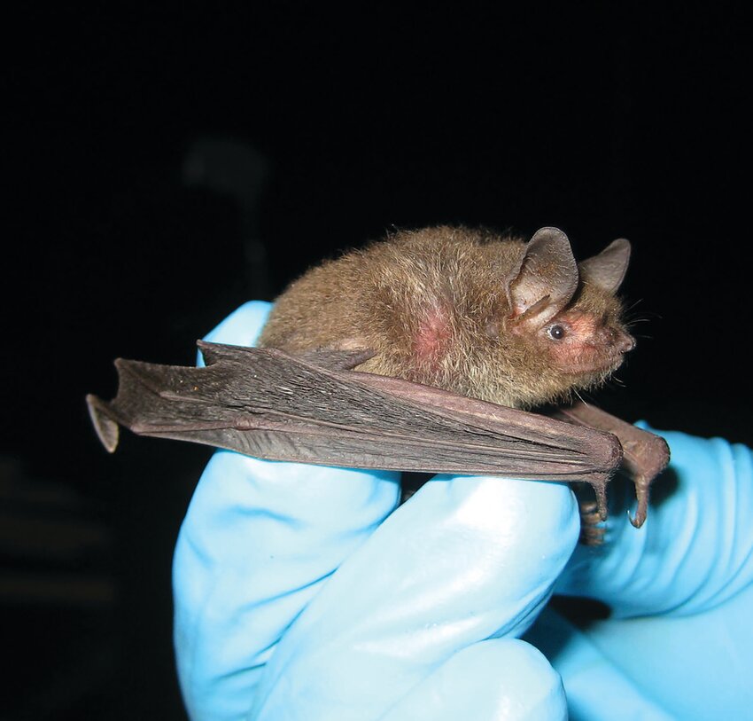 Southeastern Myotis [Photo by Kevin Oxenrider/FWC]