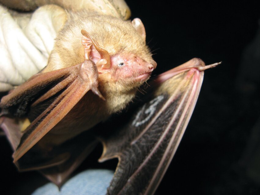 Northern yellow bat [ PHoto by Kathleen Smith/FWC]