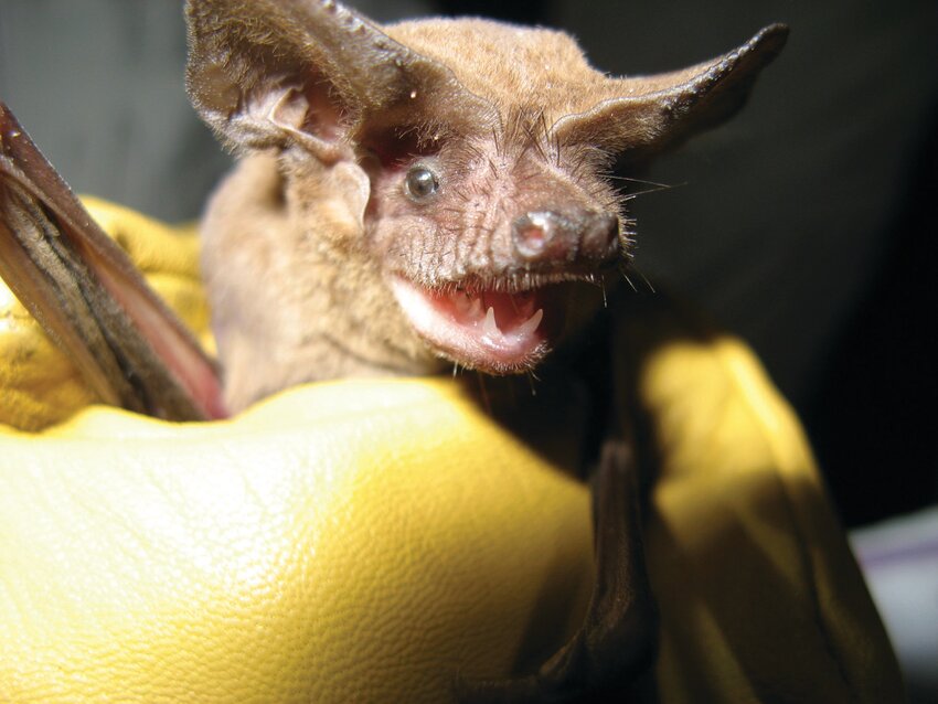 Brazilian free-tailed bat [Photo by Kathleen Smith/FWC]