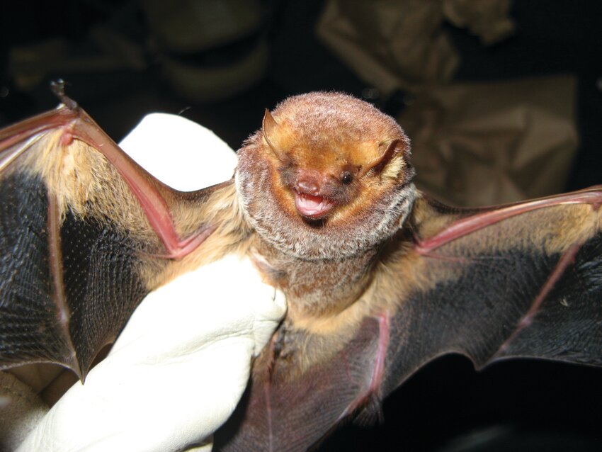 Front view of a Seminole bat. Photo by Kathleen Smith/FWC]