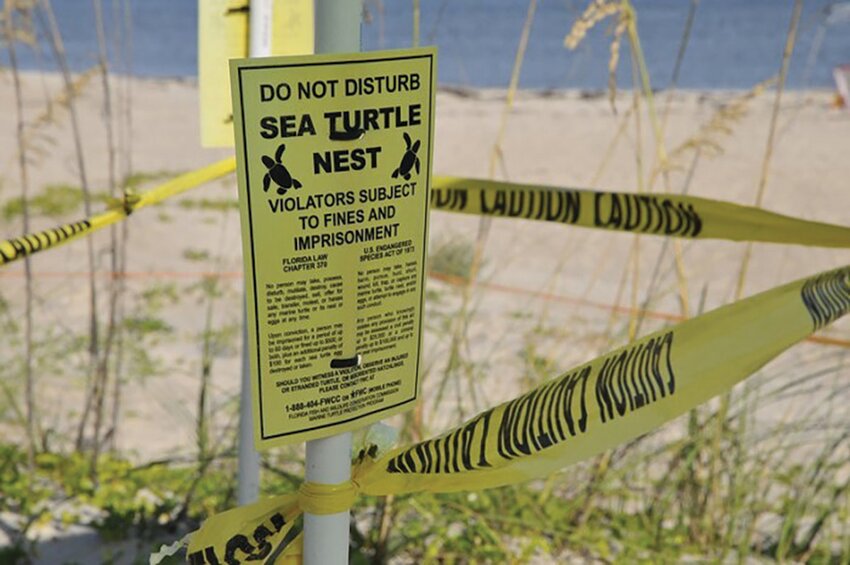 While it can be exciting to witness sea turtles on the beach, getting too close (50 feet or less) to nesting sea turtles can cause them to leave the beach before they complete the nesting process.
