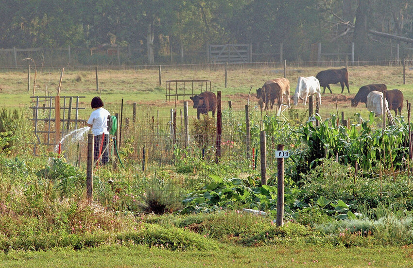 Small vegetable and cattle farm in Florida. [Photo courtesy UF/IFAS]