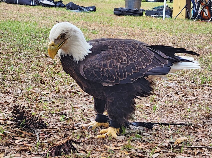 Thunder, a female bald eagle who was rescued at Highlands Hammock State Park nearly 30 years ago, is expected to be in attendance at this year’s Earth Day Festival on April 6.
