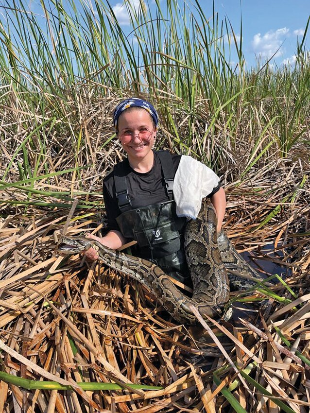 UF/IFAS wildlife biologist, Michelle Bassis, holds a large female Burmese pythons captured near one of our tagged male pythons in Everglades Francis S. Taylor Wildlife Management Area.