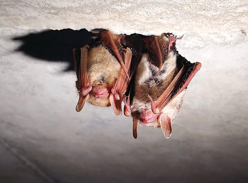 This is a photo of bats hanging from a ceiling. [Photo courtesy FWC]