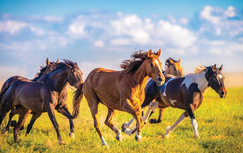 Horse aficionados, from industry professionals to hobbyists, are encouraged to take the survey to assist the International Horse Genome Project with setting new long-term goals. [Photo courtesy Metro Creative Connection]