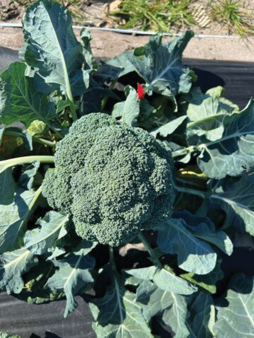 Broccoli is typically harvested when floral bunches reach full size but with the florets (immature flowers) still tightly closed.
