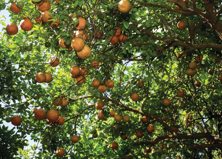 The webinar will focus on citrus tree like this one on a home landscape. [Photo courtesy UF/IFAS]