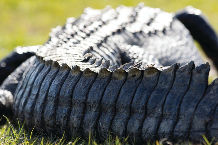 A view of alligator scutes on an alligator at Paynes Prairie.