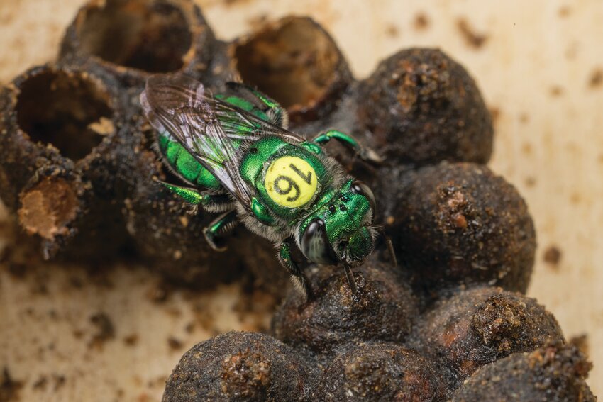 These orchid bees are considered nesting alone, with females finding a cavity or an enclosed space above ground to lay as many as 20 eggs individually in cells that are provisioned with pollen.