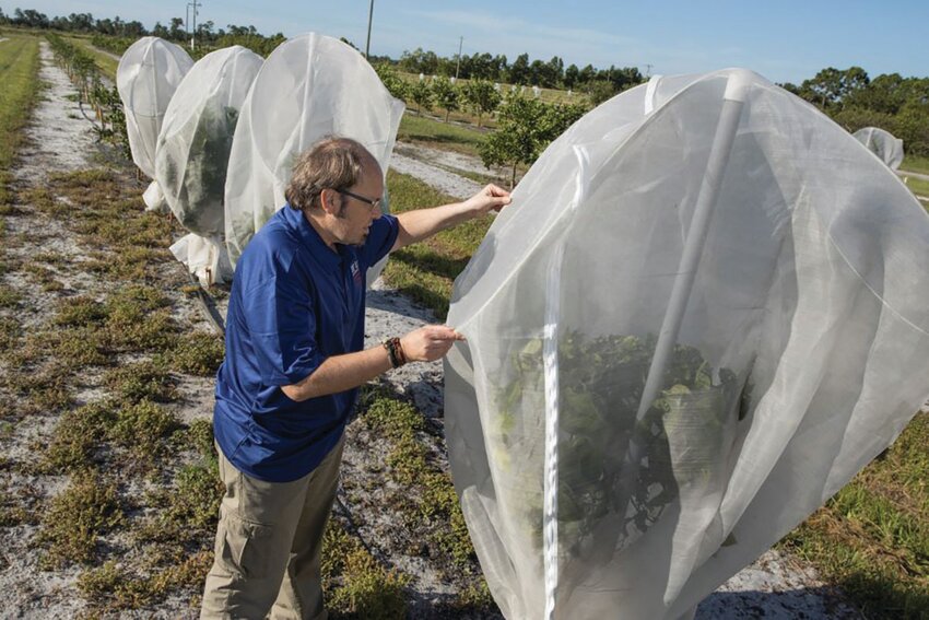 Young citrus trees under individual protective covers.