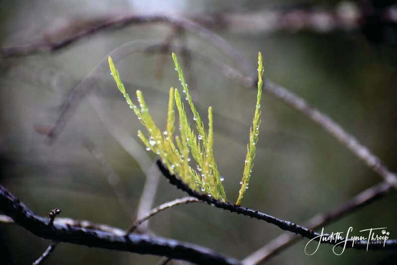 Grassy Waters Conservancy.[Photo by Judy Throop/Smiles & Wiggles Photography]