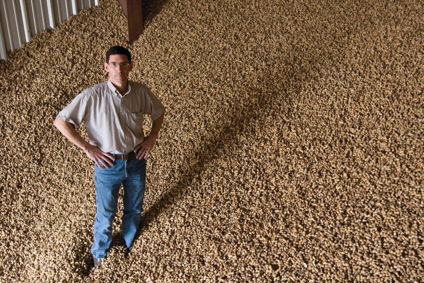 UF/IFAS professor Barry Tillman stands among peanuts at the UF/IFAS North Florida Research and Education Center in Marianna. Tillman’s research focuses on developing improved peanut varieties. In 2023, peanuts contributed more than $137 million to Florida’s economy. [Photo by Tyler Jones/UF/IFAS]