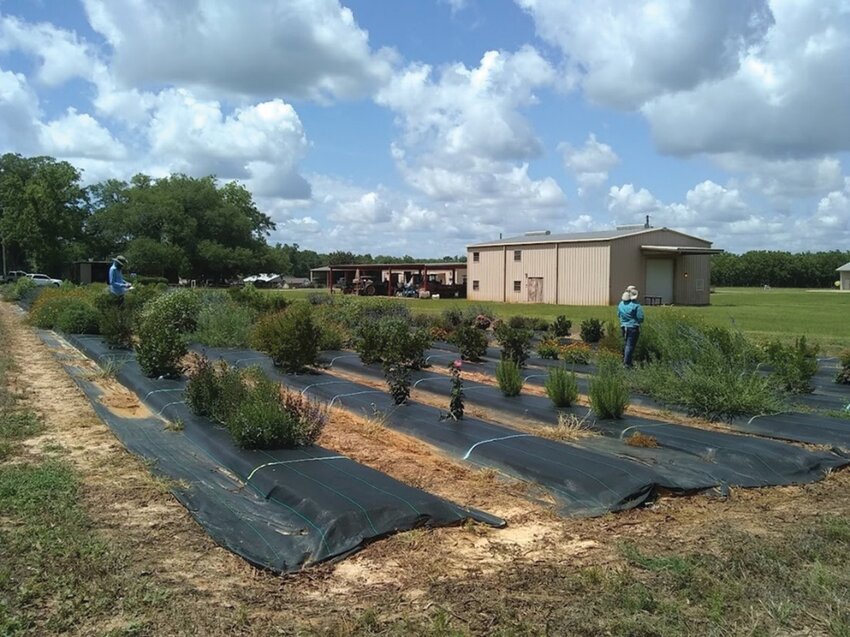 Plants that were part of the experiment at the North Florida Research and Education Center in Quincy.