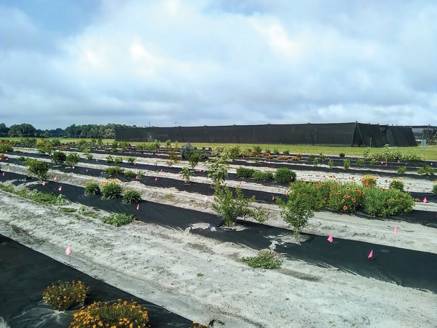 Plants that were part of the experiment at the Plant Science Research and Education Center in Citra.