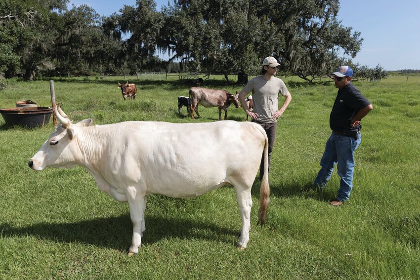 Dyllan Furness, co-owner of Furness family farms, left, and Jonael Bosques, director of UF/IFAS Extension Hardee County, check out some cattle at the Furness family farms in Hardee County.