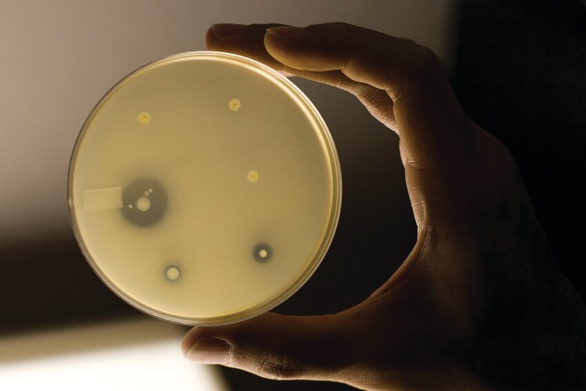 Cultures growning in a petri dish. [Photo by Tyler Jones,  UF/IFAS]