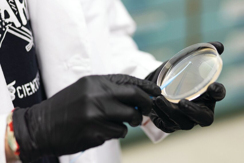 Gloved hands working with petri dish samples in a Microbiology and Cell Science Lab. [Photo by Tyler Jones, UF/IFAS]