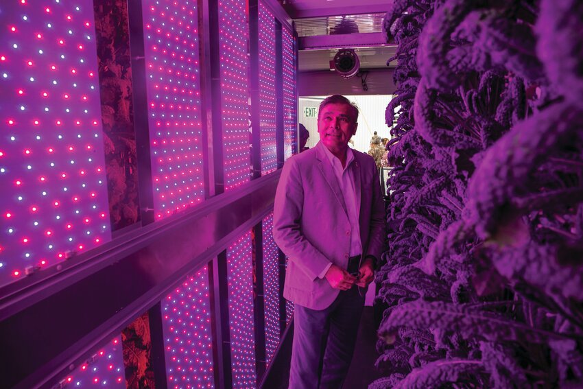 Kale grows under artificial lighting inside a “Smart Garden,” a modified shipping container at the UF/IFAS North Florida Research and Education Center-Suwannee Valley in Live Oak.