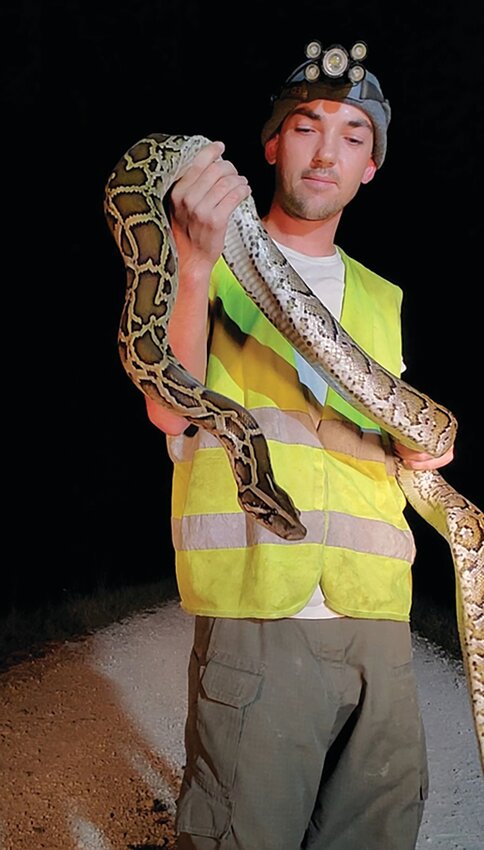 Tommy Lee, one of several python contractors working to remove Burmese pythons for the SFWMD Python Elimination Program, shows one of the reptiles captured.