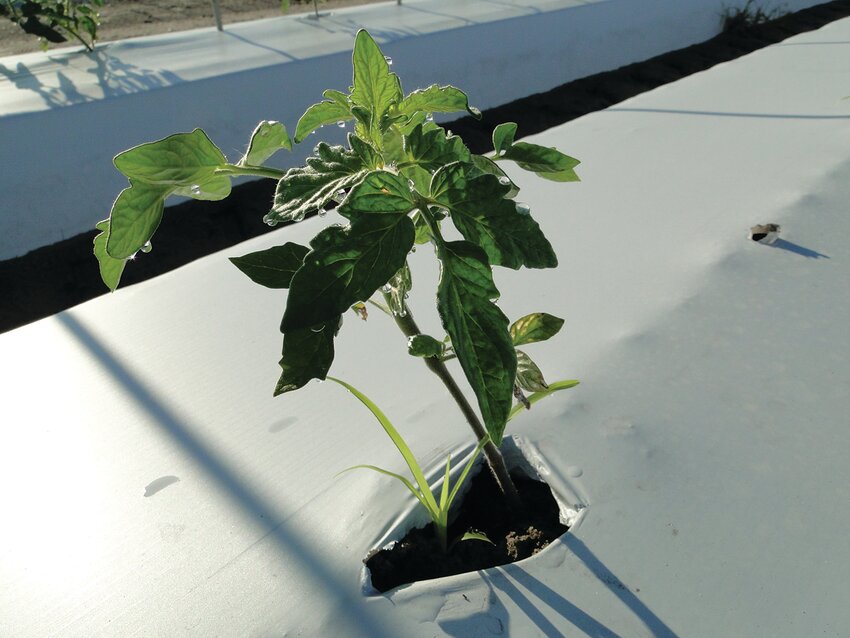 A plant grows out of the plastic mulch at the Gulf Coast Research and Education Center.