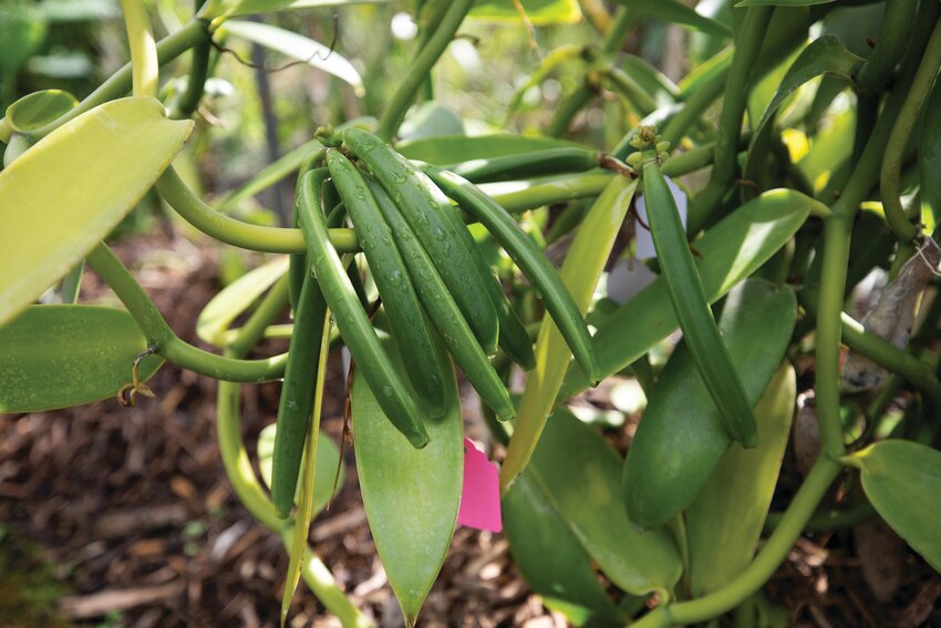 Vanilla grown at the UF/IFAS Tropical Research and Education Center.