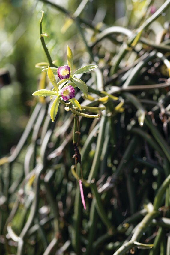 Vanilla grown at the UF/IFAS Tropical Research and Education Center.