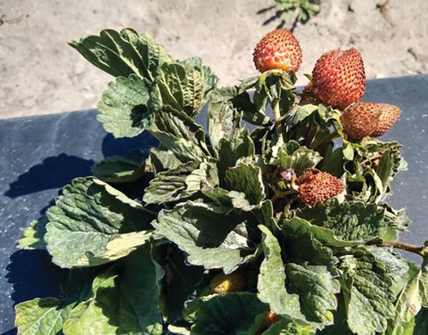 A strawberry plant damaged by chilli thrips at the UF/IFAS Gulf Coast Research and Education Center.