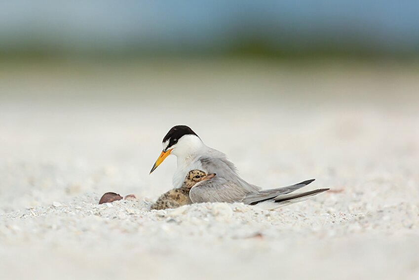 Least tern with chick. [Photo by Brittney Brown]
