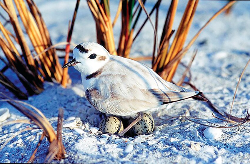 Snowy plover on nest on beach. [Photo courtesy FWC]