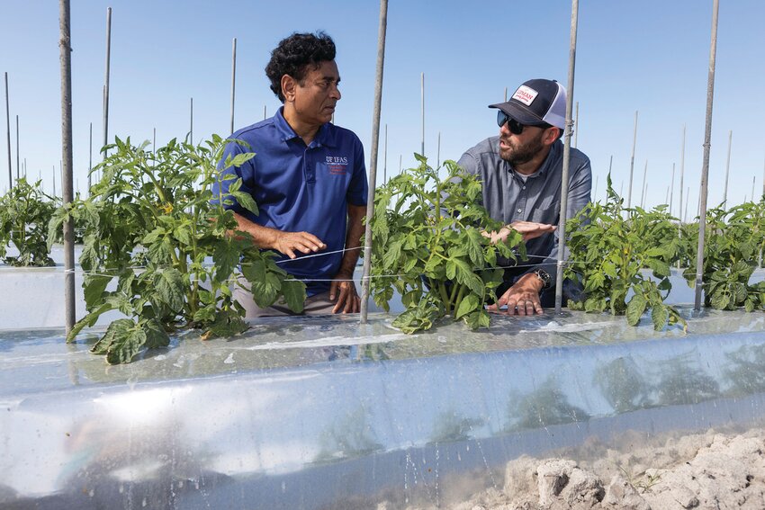 Sanjay Shukla, left, talks with Lucas Conran, general manager of Lipman Family Farms as they examine compact soil beds at the farming operation near Naples. [Photo by Tyler Jones, UF/IFAS photography]