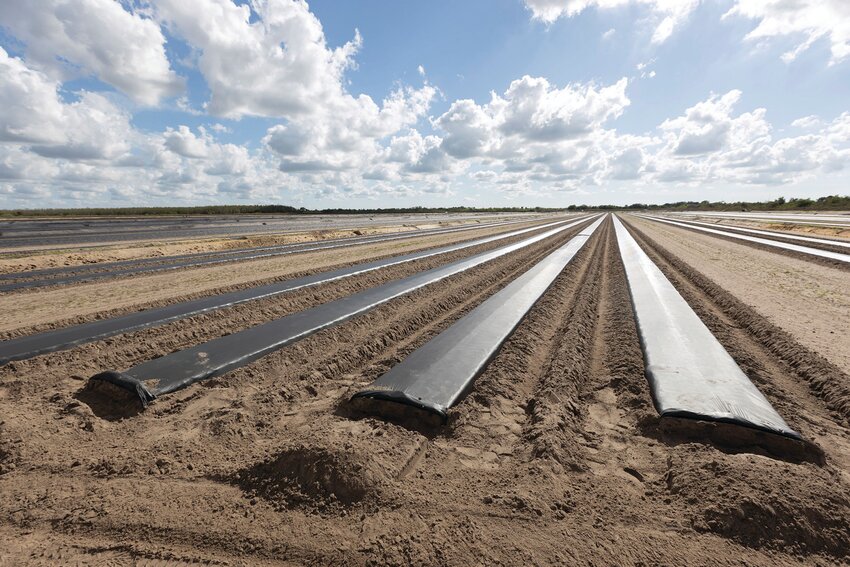 Shown are conventional beds of soil, covered in plastic mulch, at Lipman Family Farms near Naples. [Photo by Tyler Jones, UF/IFAS photography]