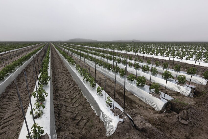 This photo shows compact soil beds, developed by UF/IFAS Professor Sanjay Shukla. This geometric soil-bed design, which also uses plastic mulch, is taller and narrow than conventional soil beds. The design helps Lipman farms save 25% on water, plus nutrients and fumigants. [Photo by Tyler Jones, UF/IFAS photography]