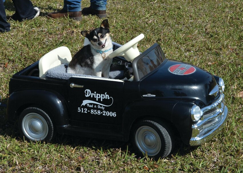 OKEECHOBEE -- Nugget rode in his own remote control car at the Speckled Perch Festival in downtown Okeechobee on March 8. [Photo by Katrina Elsken/Lake Okeechobee News]