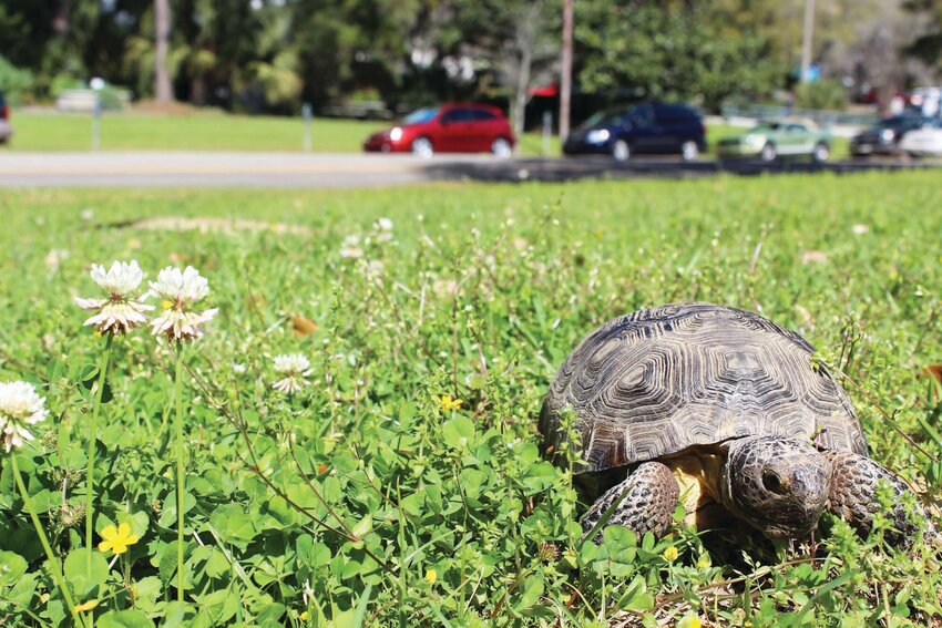 Gopher Tortoise Day is April 10. [Photo courtesy FWC]