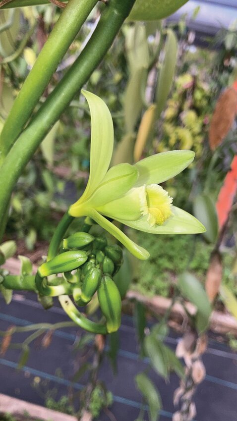 This vanilla planifolia, commonly known as the vanilla bean orchid, is a species native to Mexico, Central America, Colombia and Brazil. It is the primary source of natural vanilla flavoring due to its high vanillin content.