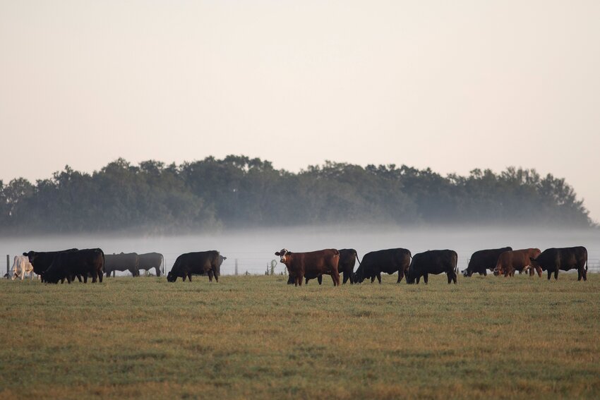 This image shows cattle in the distance at the UF/IFAS Range Cattle Research and Education Center in Ona. [Courtesy, Cat Wofford, UF/IFAS].