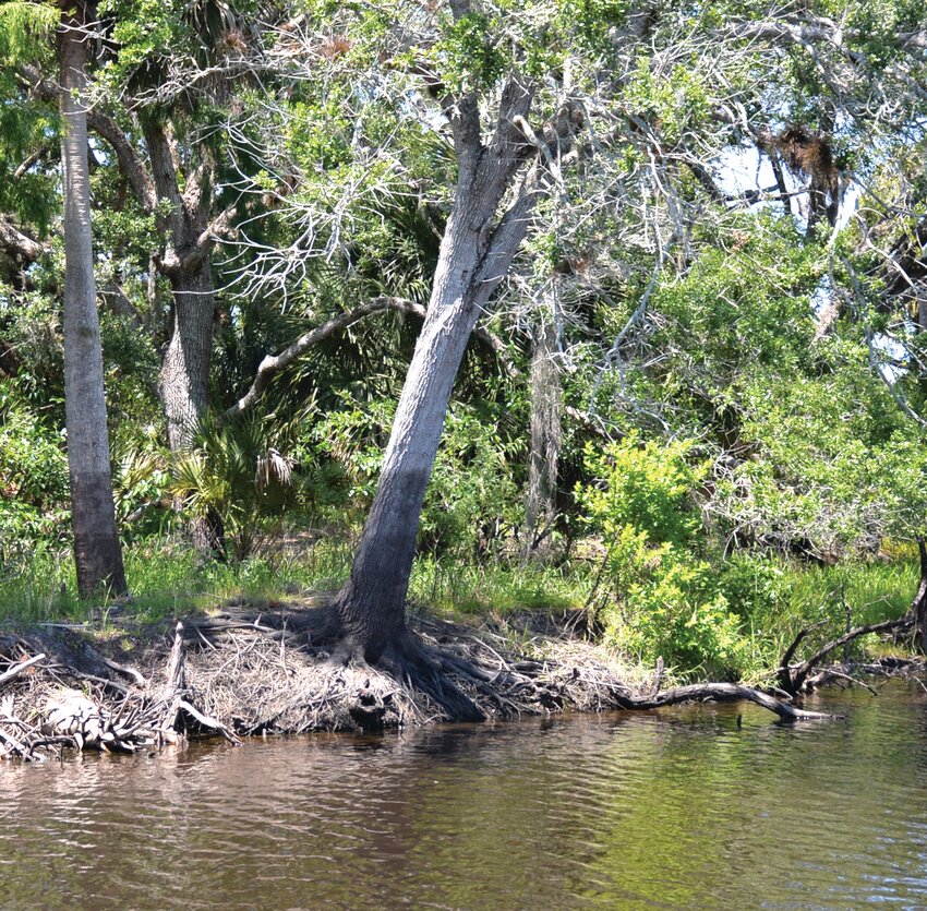KISSIMMEE RIVER -- Discoloration of tree trunks on the bank of the Kissimmee River show the high water line in this photo taken April 12, 2025. [Photo by Katrina Elsken/Lake Okeechobee News]