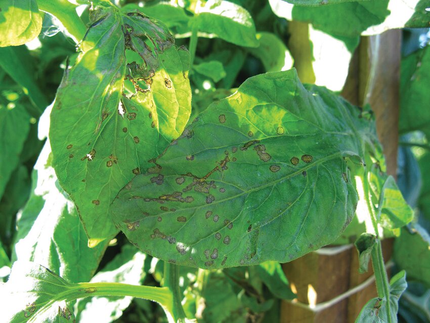This picture shows leaf damage from bacterial spot. [Photo courtesy, Gary Vallad, UF/IFAS]..