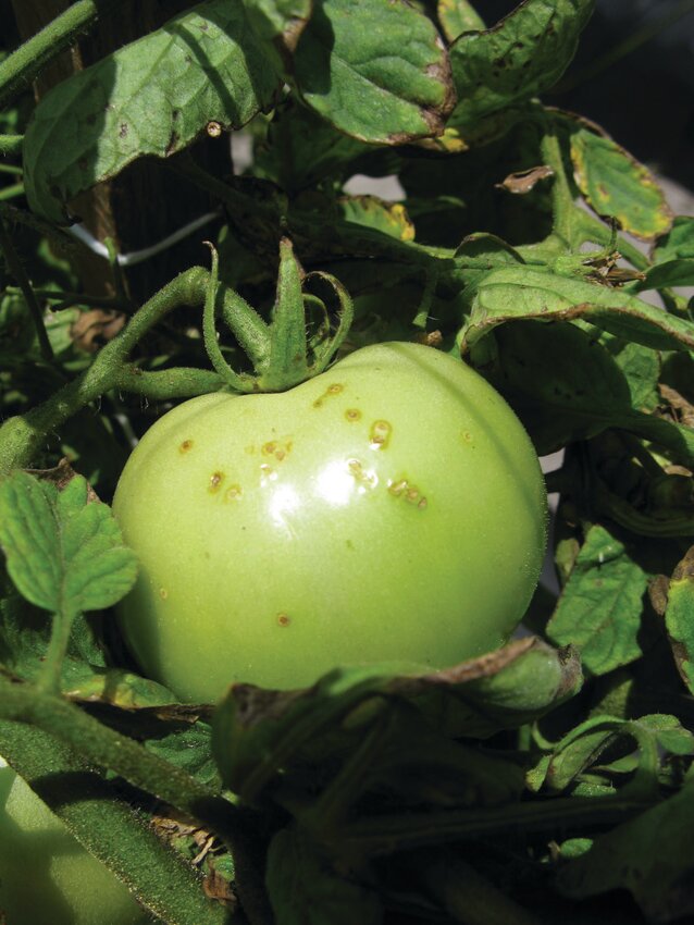 Picture shows a tomato infected with bacterial spot. [Photo courtesy, Gary Vallad, UF/IFAS.]