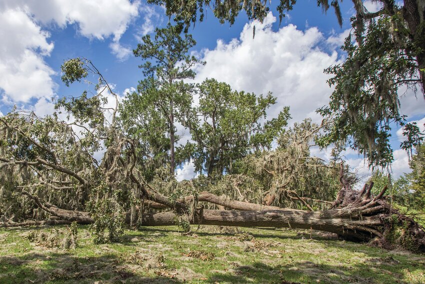 Trees can get toppled in hurricanes. [Photo courtesy UF/IFAS]