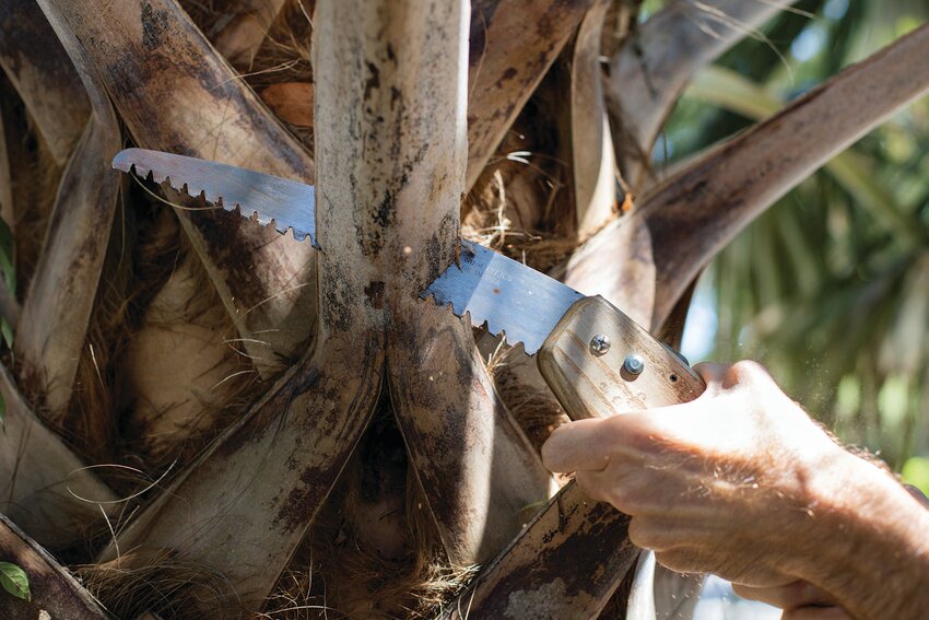 Young trees need structural pruning more frequently until they are mature, when they may need little to no pruning. [Courtesy UF/IFAS photography.]