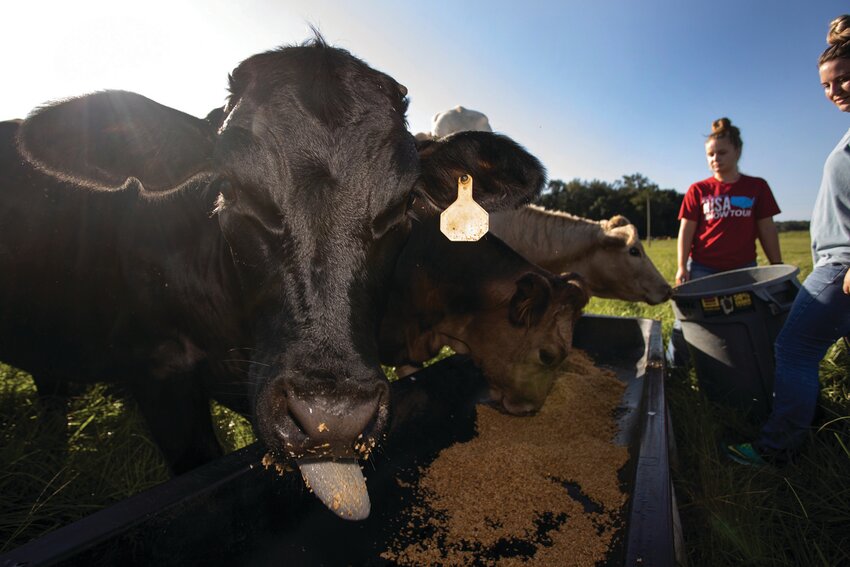 UF/IFAS animal sciences students filling a trough of cattle feed. [Photo by Tyler Jones, UF/IFAS]