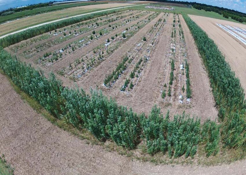 An aerial view of the hemp field experiment in 2022 at UF/IFAS Tropical Research and Education Center in Homestead, FL. Here, researchers planted acres of a popular hemp variety known as Wife. [Photo by Tamara Serrano]