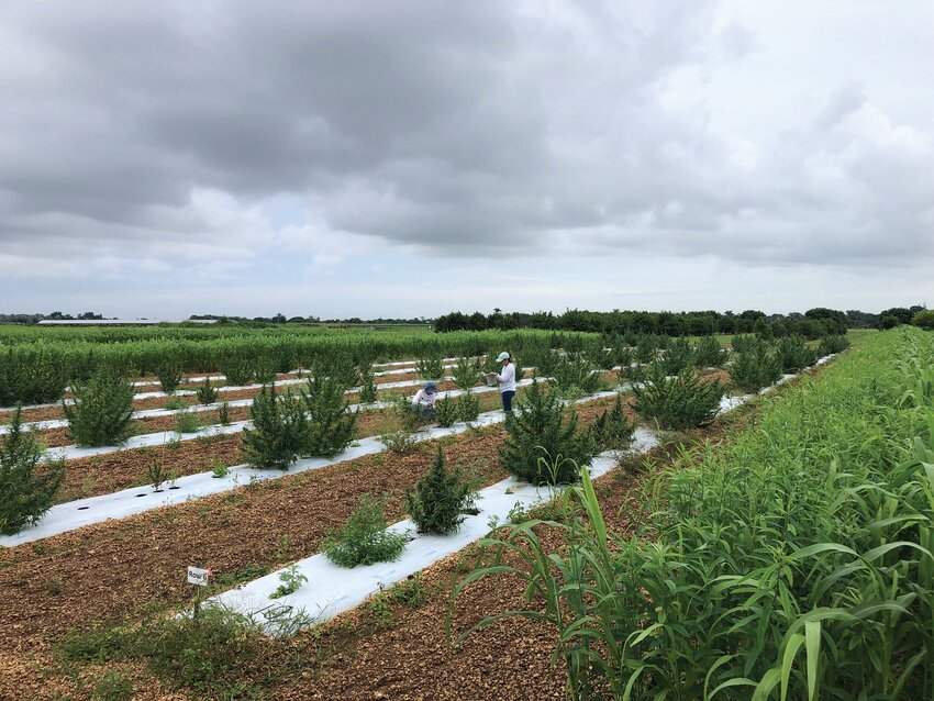 A view from the ground of the hemp experiment at UF/IFAS Tropical Research and Education Center in Homestead, FL. Here, researchers planted acres of a popular hemp variety known as Wife. [Photo by Zachary Brym]