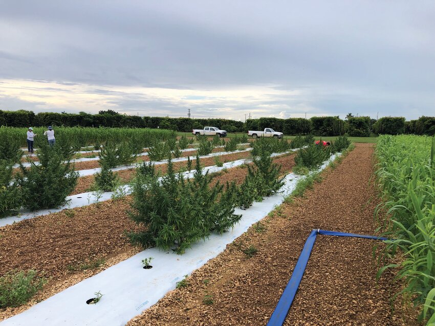 An aerial view of the hemp field experiment in 2022 at UF/IFAS Tropical Research and Education Center in Homestead, FL. Here, researchers planted acres of a popular hemp variety known as Wife. [Photo by Tamara Serrano]