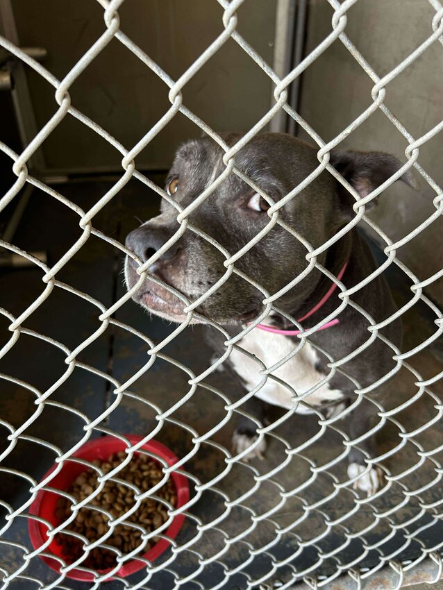 Blue looks fearfully through the fence of her enclosure as she waits for someone to rescue her.