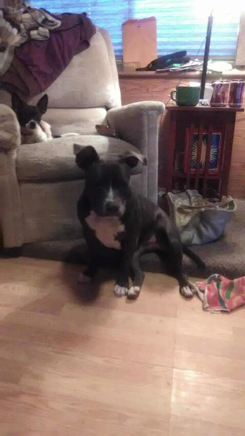 Shrimp and Blue found forever homes after the death of their owner.