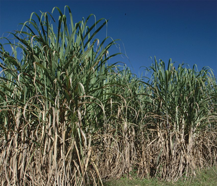 Sugarcane has been grown in Florida since the late 1760s. The &lsquo;Glades&rsquo; area of South Florida recently marked the 90th annual sugar cane harvest for the farms south of Lake Okeechobee.
